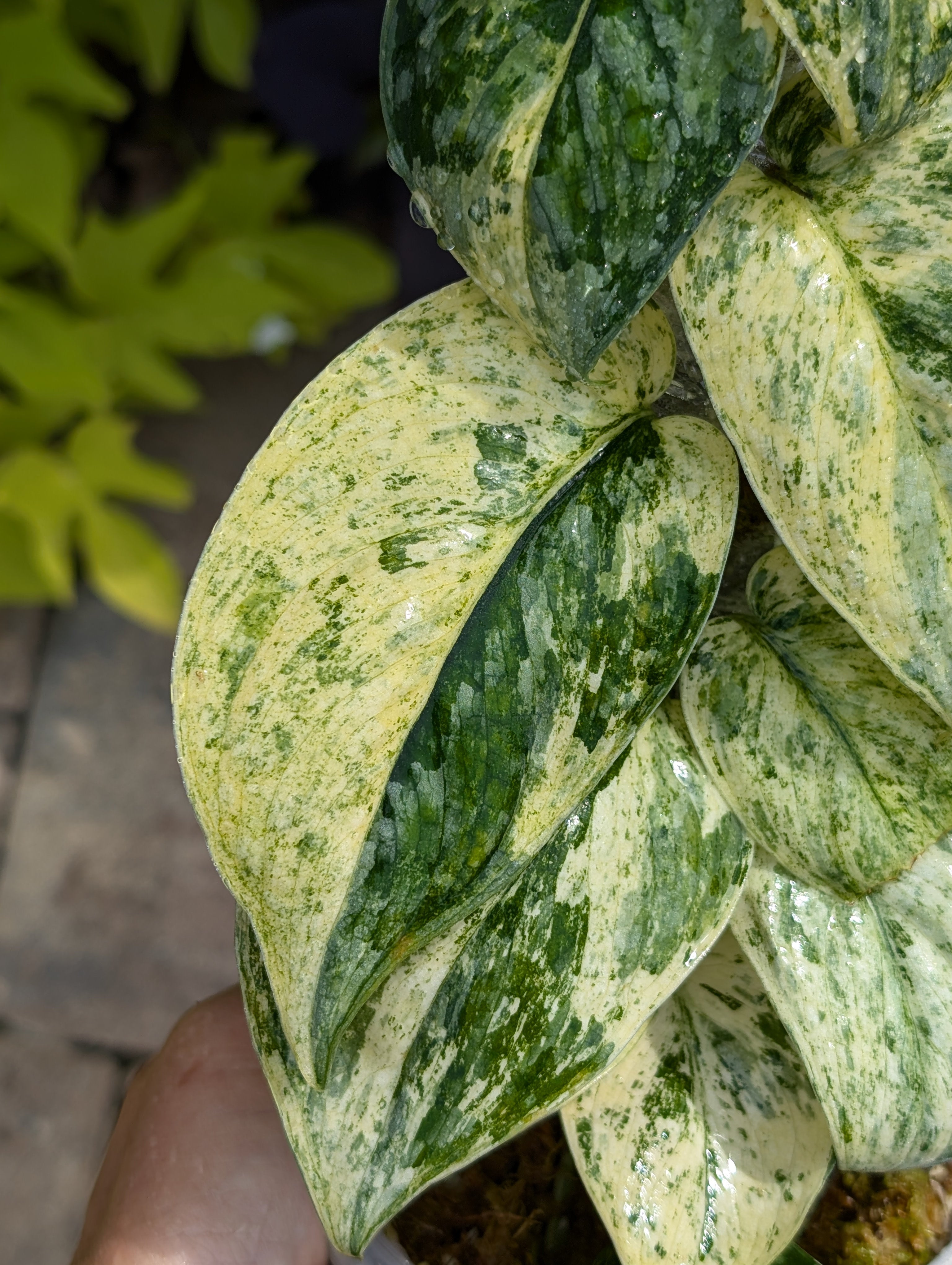 Buy Scindapsus Variegated Silver Dark Cloud, Charlotte, NC Buy Scindapsus Variegated Silver Dark Cloud, Charlotte, NC