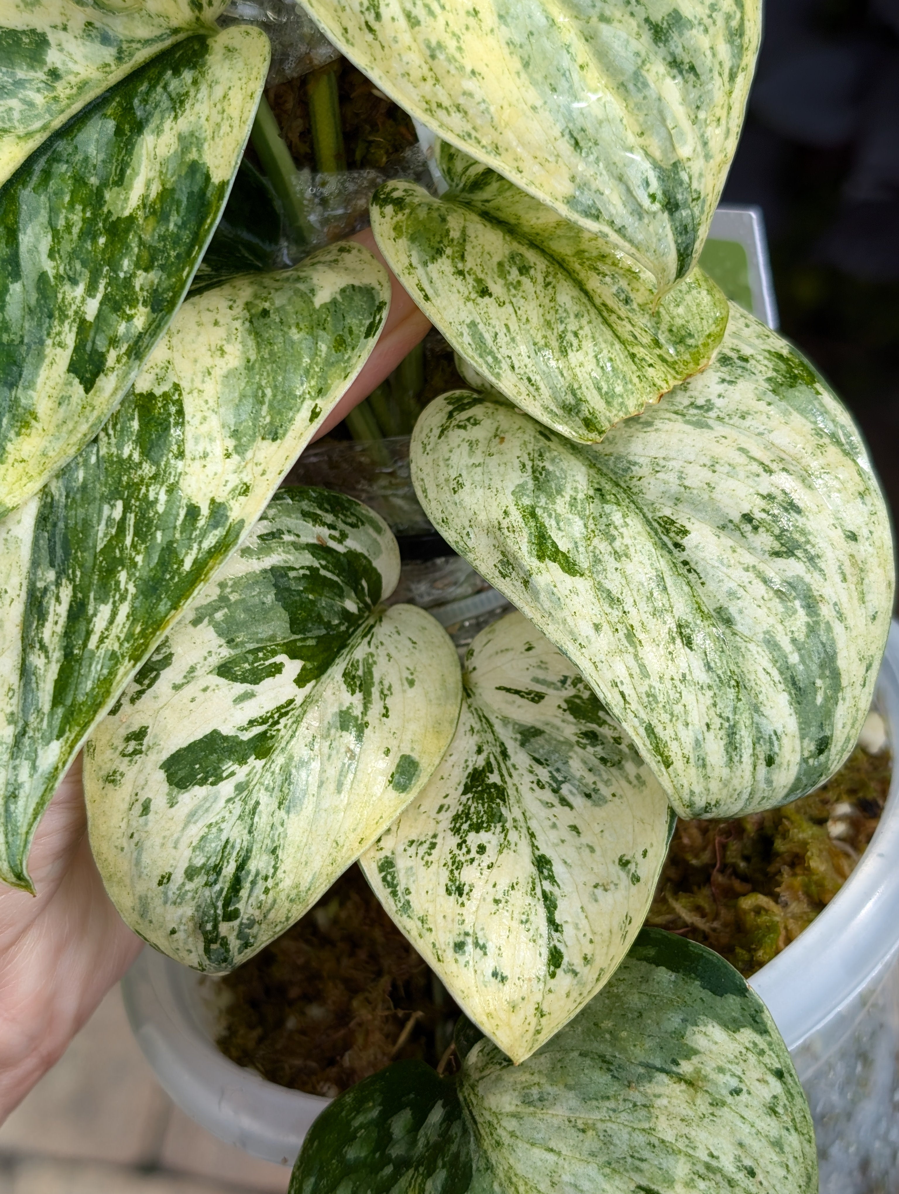 Buy Scindapsus Variegated Silver Dark Cloud, Charlotte, NC Buy Scindapsus Variegated Silver Dark Cloud, Charlotte, NC