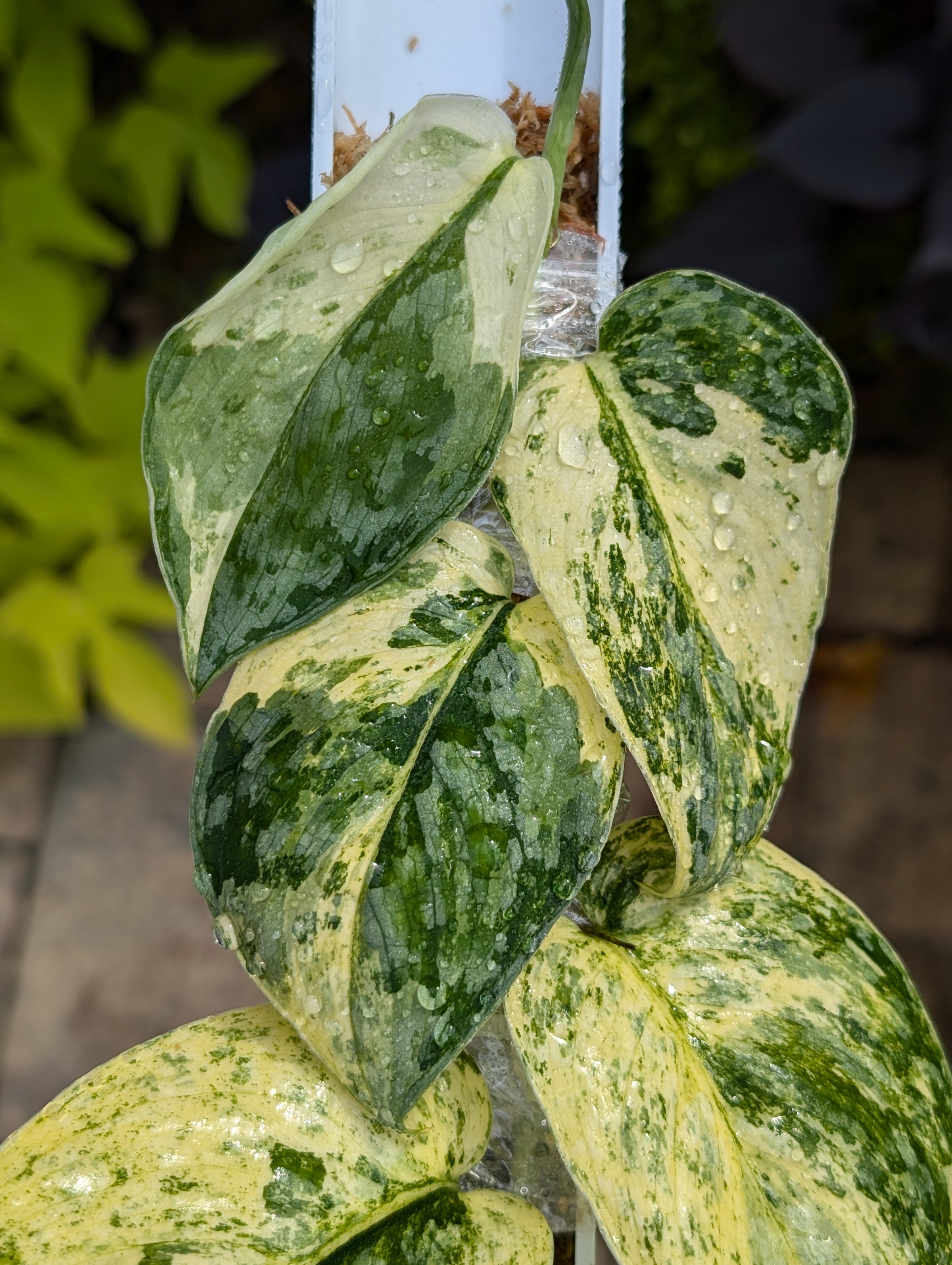 Buy Scindapsus Variegated Silver Dark Cloud, Charlotte, NC Buy Scindapsus Variegated Silver Dark Cloud, Charlotte, NC